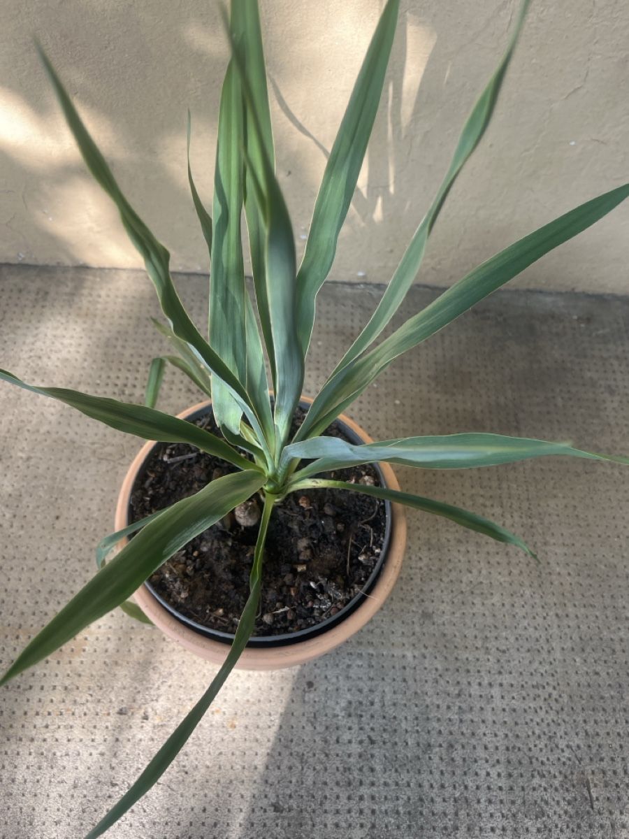 Plantes & graines: YUCCA FLAMENTOSA ca 35 cm – D'occasion à Möhlin par mil_h55x 2
