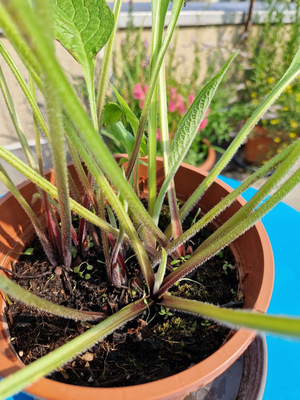 Pflanzen & Samen: Balkon-/Gartenpflanze: Beinwell – Gebraucht aus Münchenbuchsee von Aare22 1