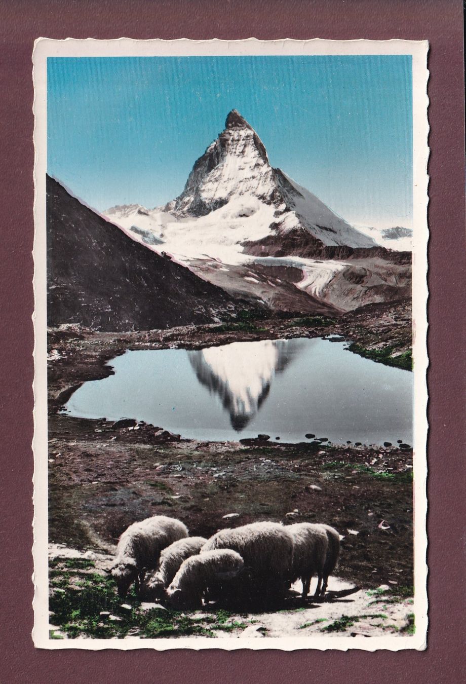 Cartoline postali: MATTERHORN / CERVIN - Schafherde – Usato da Pully venduto da nicecards