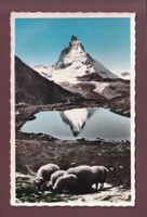 MATTERHORN / CERVIN - Schafherde