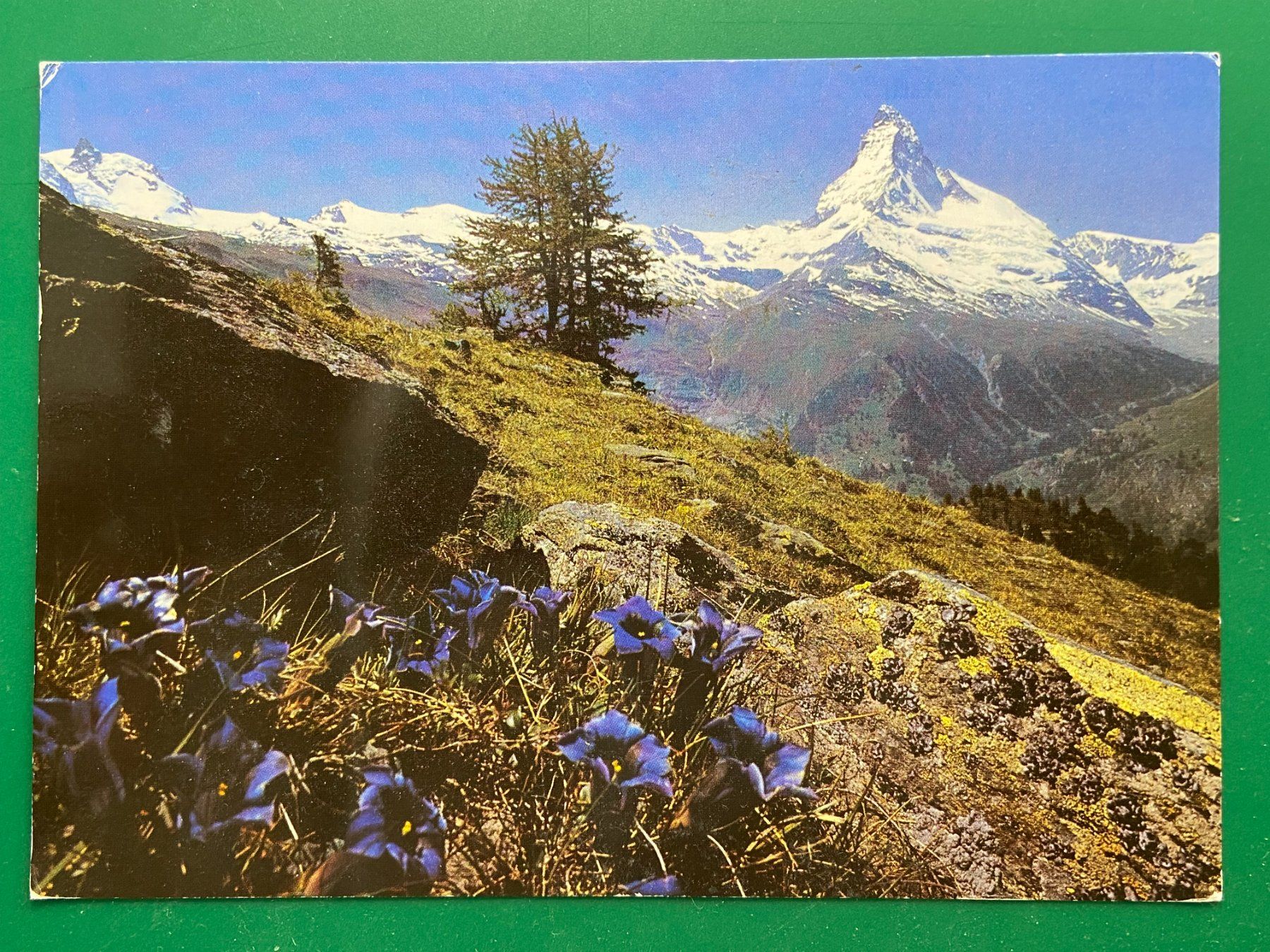 Cartoline postali: Zermatt - Sunegga mit Enzian – Usato da Steg VS venduto da danwer74