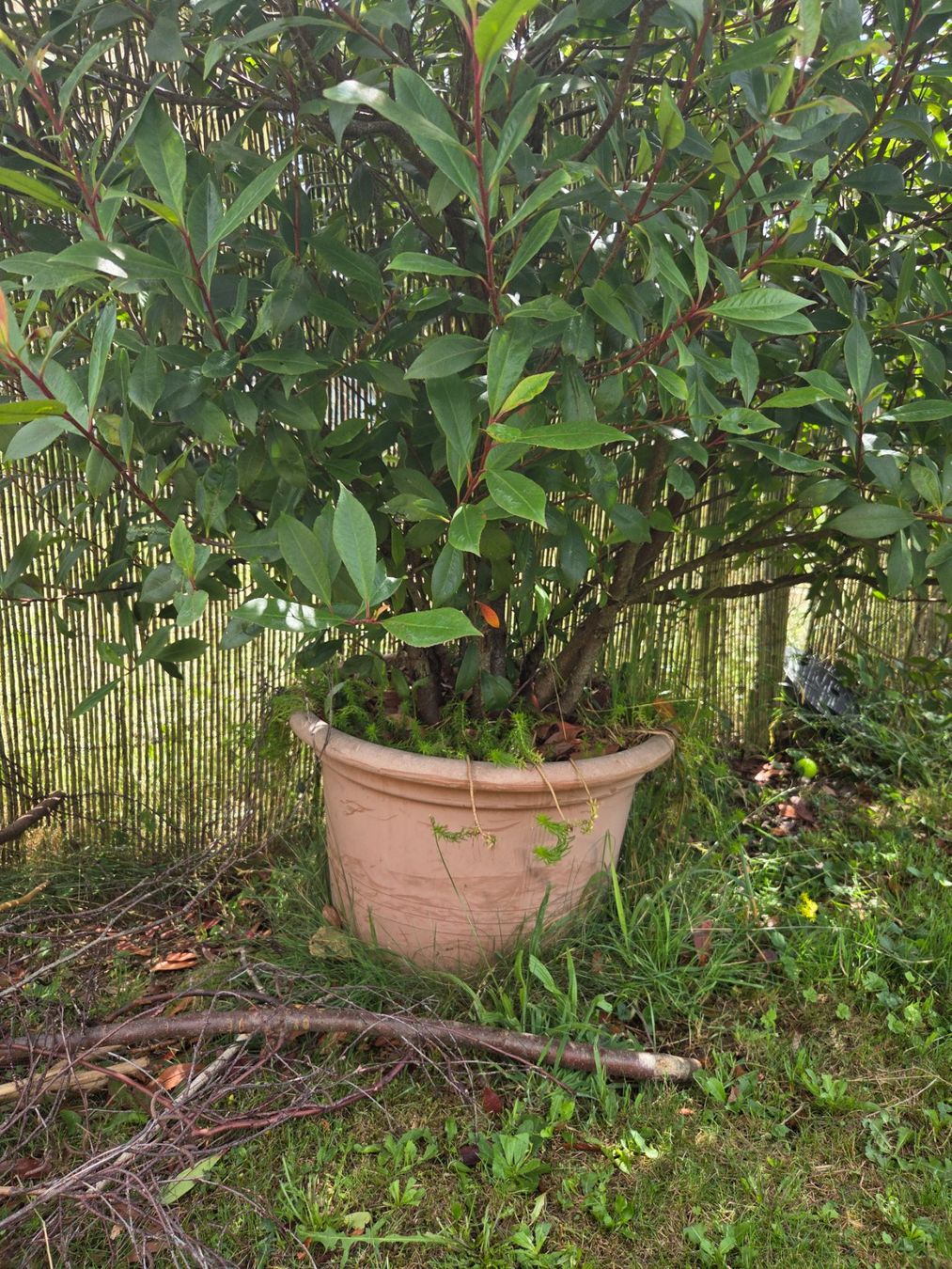 Plantes & graines: Glanzmispel XXL – Neuf (Voir description) à Höri par fab_w7p5 1
