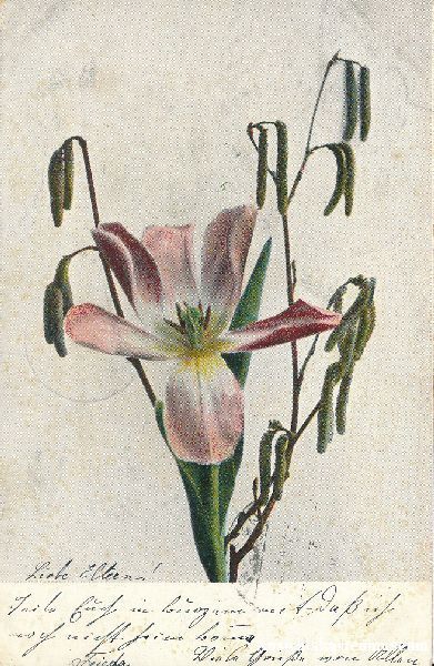 Cartoline postali: Blüte - geöffnet + 1903 - 3 Stempel ! – Usato da Emmenbrücke venduto da teestube