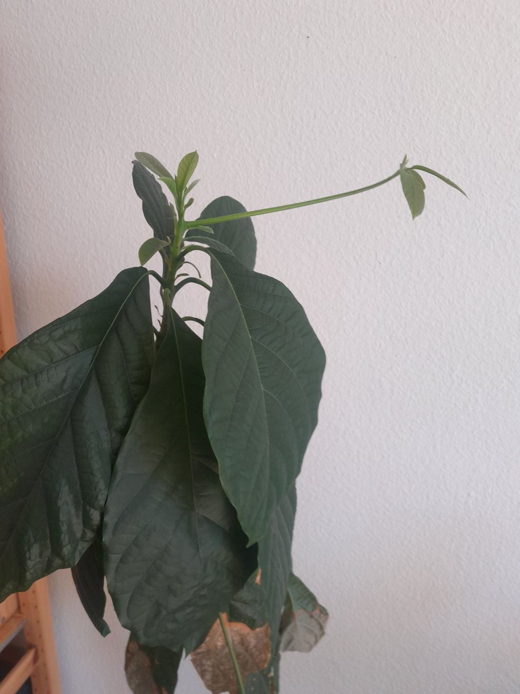 Piante & sementi: Avocado Pflanze im Topf – Usato da Olten venduto da so.bi 2
