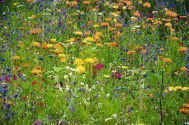 Piante & sementi: Blumenwiese, Wildblumen 100 Samen – Nuovo (secondo la descrizione) da Eschen venduto da Saemereien24 3