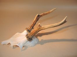 Rehbock Gehörn Trophäe Jagdtrophäe Deko Reh geweih Jagd (J)