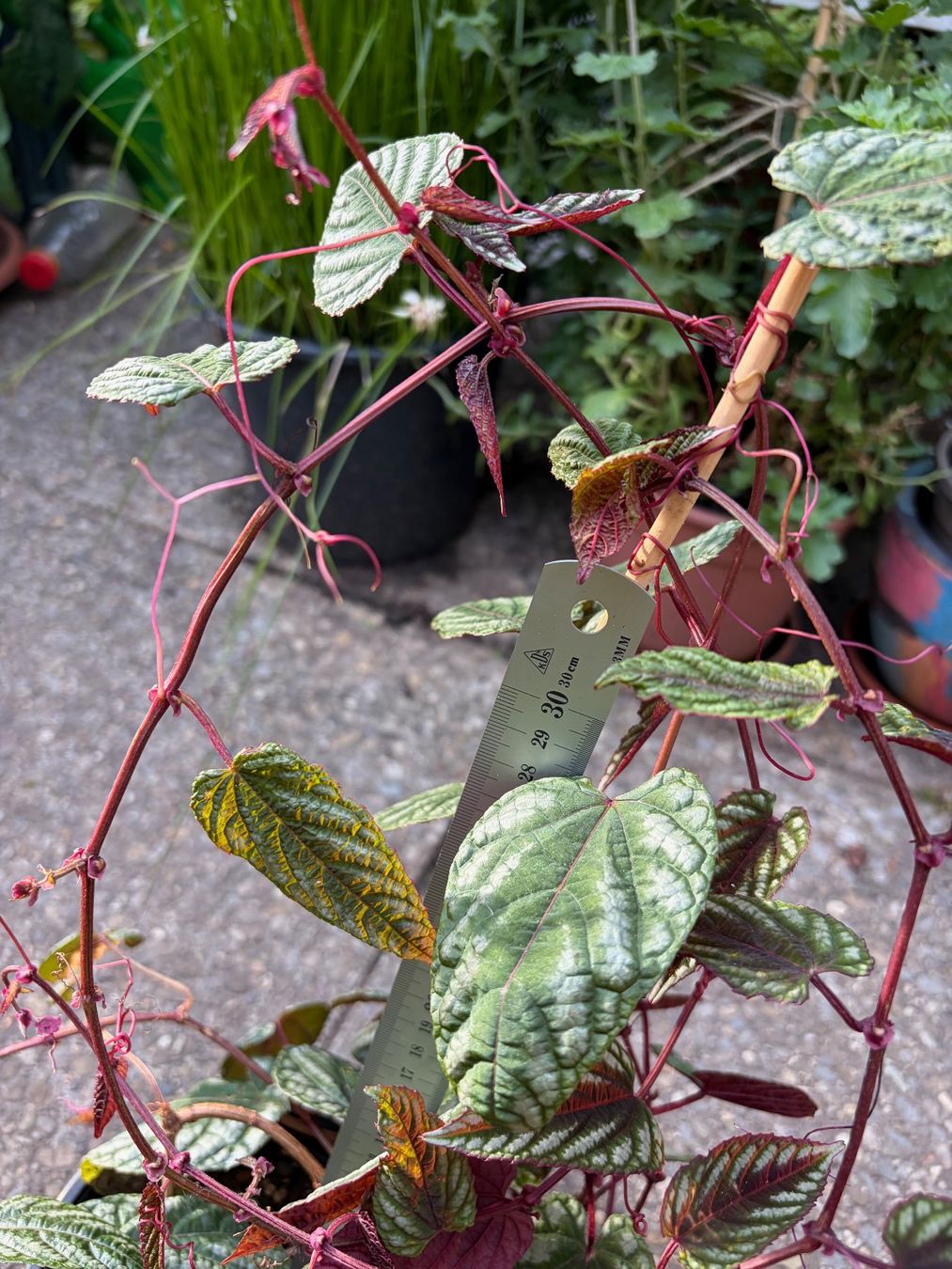 Piante & sementi: Cissus Discolor - Bunte Klimme – Usato da Winterthur venduto da Aniger 6