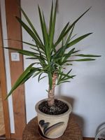 Yucca Palme XXL ca 1 m hoch buschig mehrstämmig Keramik Topf