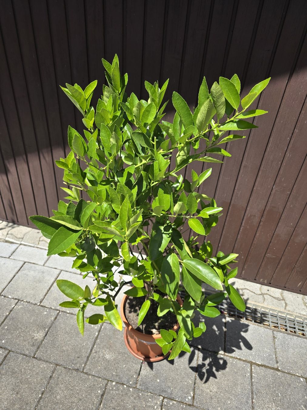 Piante & sementi: Limettenbaum (Echte Limette / Citrus aurantifolia). – Usato da Aarburg venduto da popkorn65 1