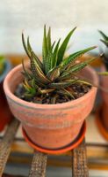 Haworthia radula variegata; Bunt🌈