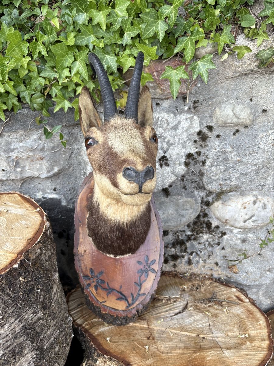Welt der Tiere: Tête de chamois naturalisée  – Gebraucht aus Meinisberg von lis_t2zt