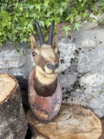 Tête de chamois naturalisée 