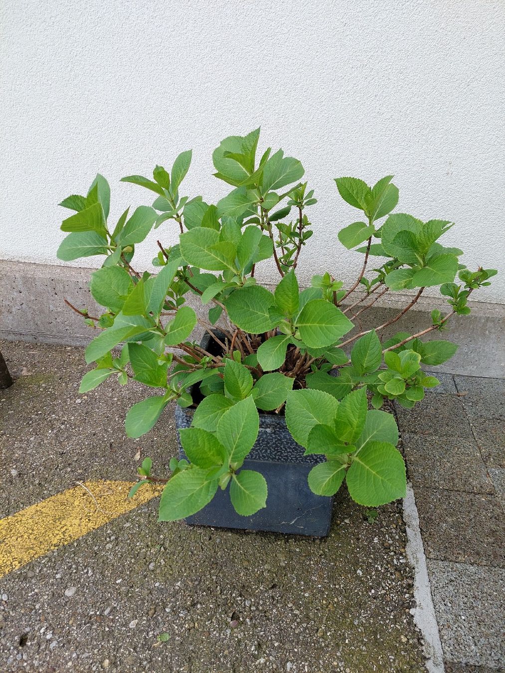 Piante & sementi: Tellerhortensie rosa, mit 50lt Moorbeeterde – Usato da Wilen b. Wil venduto da Sondai