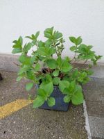 Tellerhortensie rosa, mit 50lt Moorbeeterde