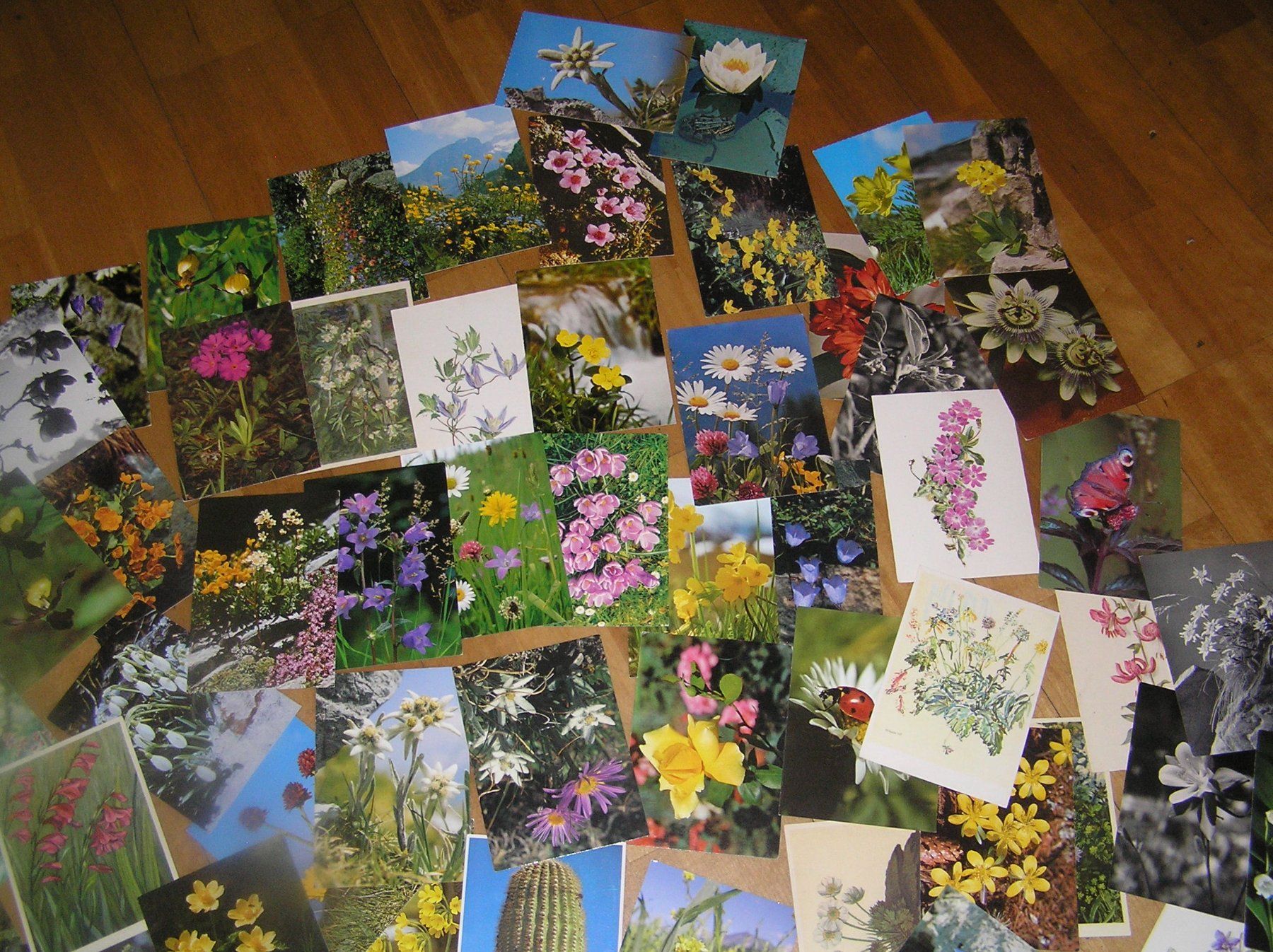 Cartes postales: 150 Schöne Blumenkarten – D'occasion à Lumbrein par made02 4