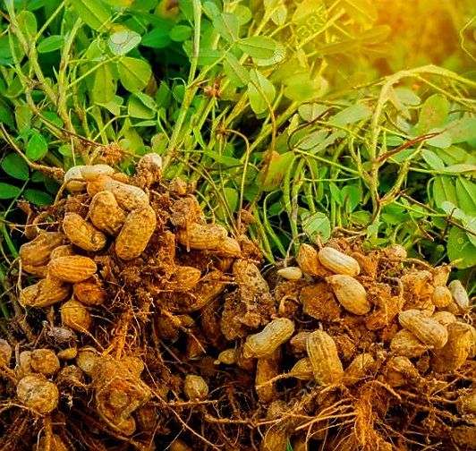 Plantes & graines: Erdnuss - "ARACHIS HYPOGAEA" Pflanze 20-30 cm. Im Topf – Neuf avec emballage d'origine à Rovio par POSITIFFARTandPLANTS