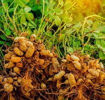Erdnuss - "ARACHIS HYPOGAEA" Pflanze 20-30 cm. Im Topf
