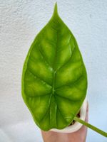 Alocasia Baginda ‘Dragon Scale’– Plant in self-watering pot