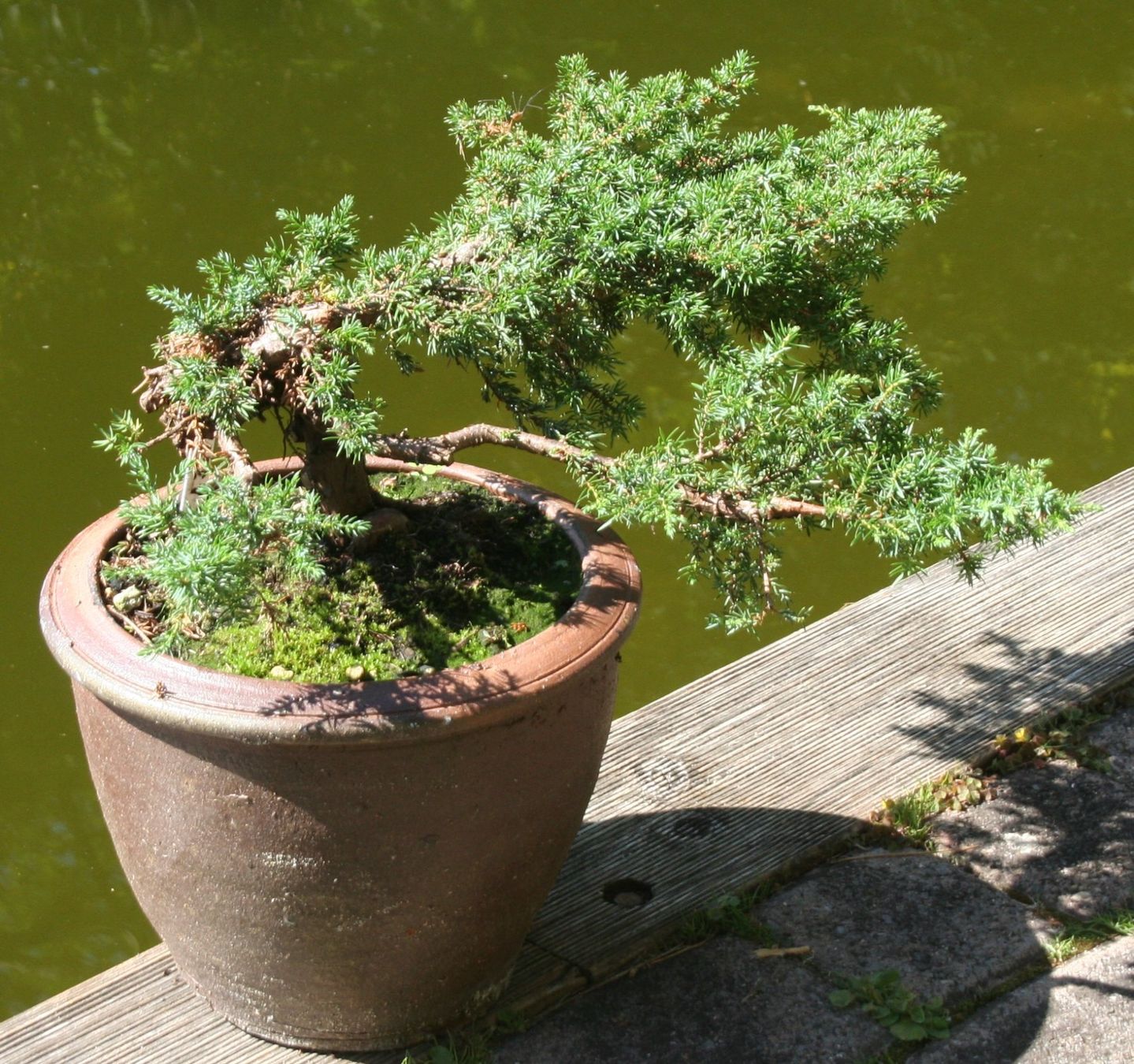 Piante & sementi: BONSAI  -  Kriechwacholder – Usato da Gretzenbach venduto da Sikim 3