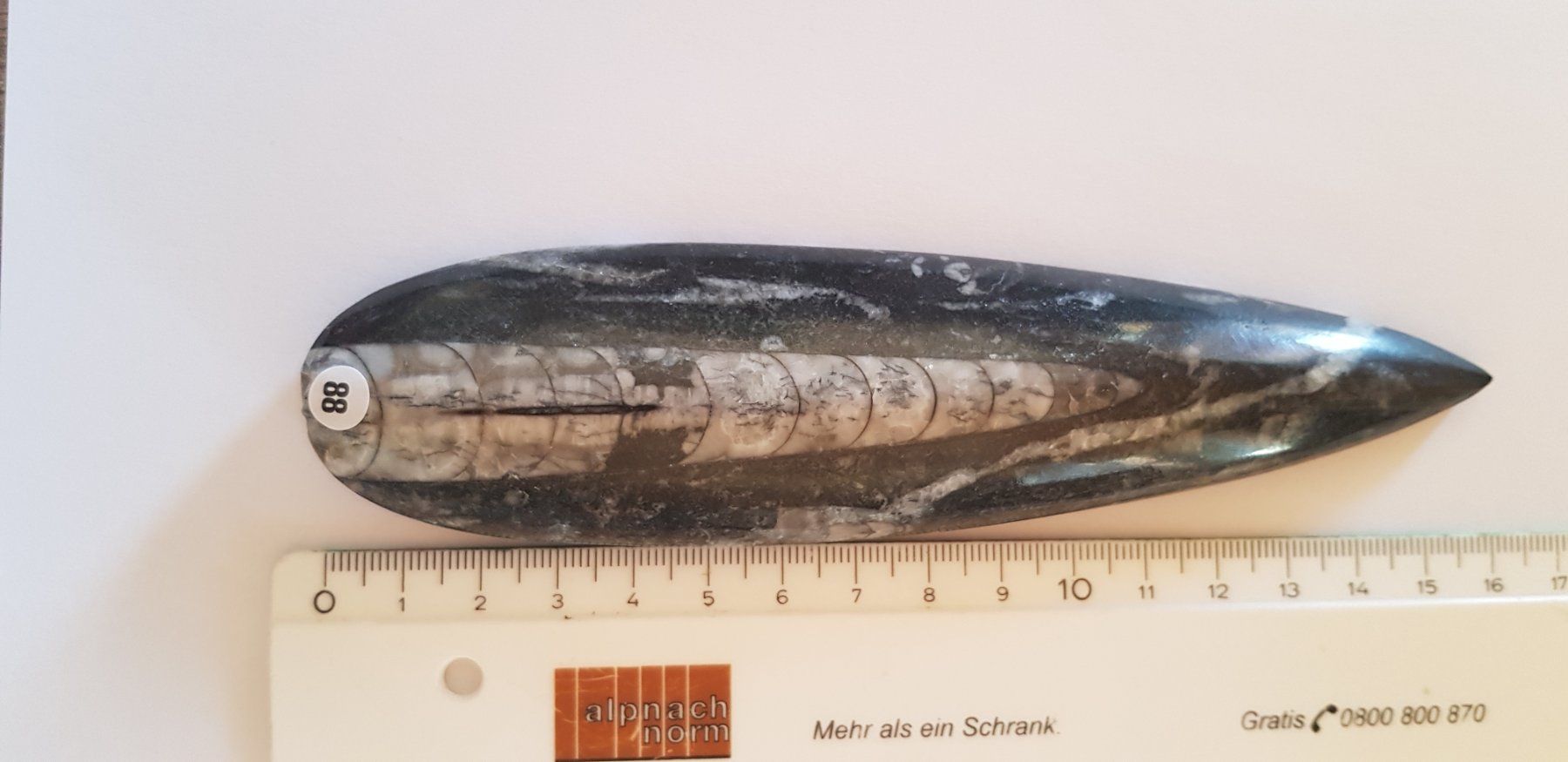 Fossili: Orthoceras  Nr 88 – Nuovo (secondo la descrizione) da Schwanden-Brienz venduto da Testudo06