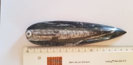 Orthoceras  Nr 88
