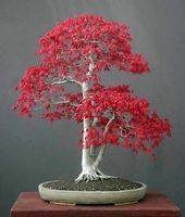 ERABLE DU JAPON ! superbe bonsaï ! 15g