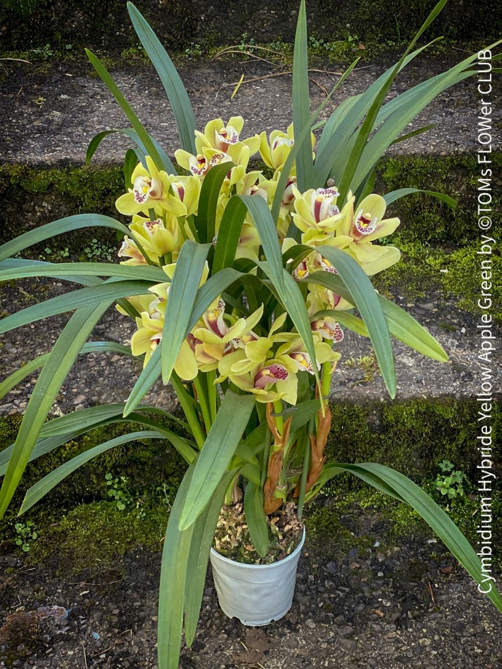 Piante & sementi: Cymbidium Hybride Yellow Apple Green Orchidee – Nuovo e nell'imballaggio originale da Adliswil venduto da asTOMas963 4