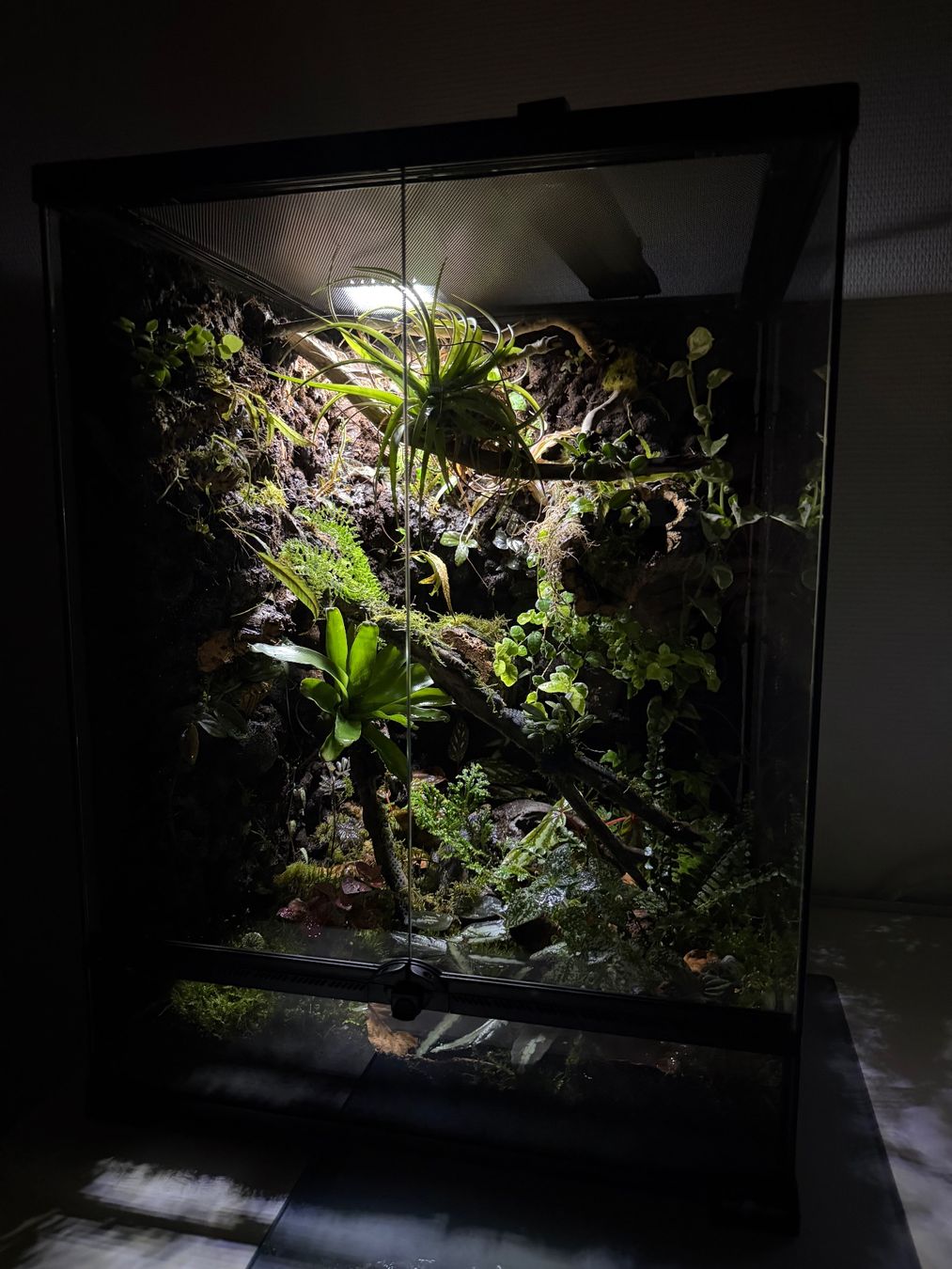 Terrariums: Natural bioactiv terrarium – D'occasion à Schüpfen par 666_mx9v 3
