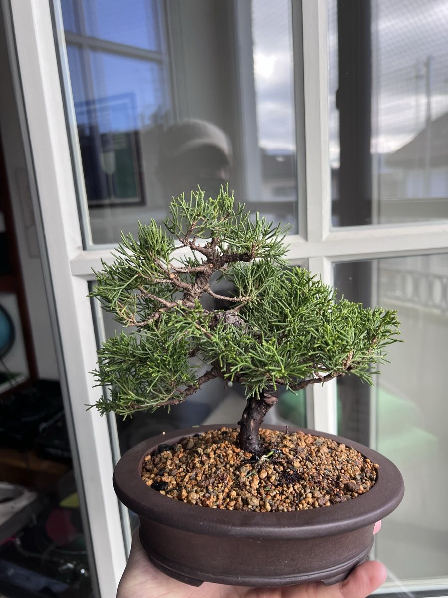 Plantes & graines: Juniper ‘Itoigawa’ Bonsai – D'occasion à Genève par dan_tt69 2