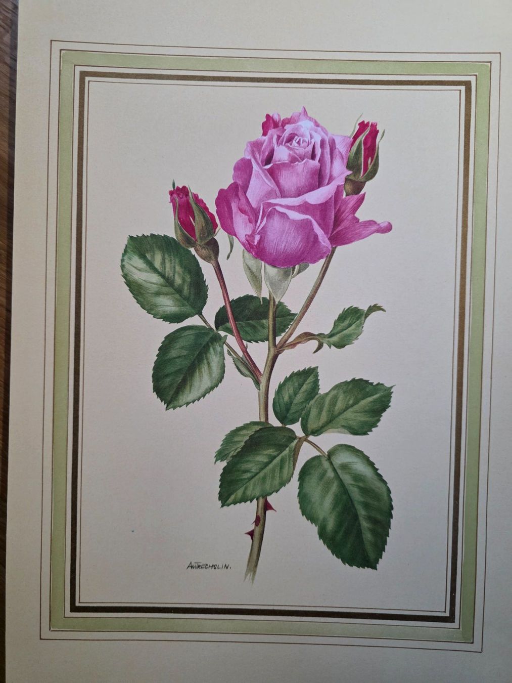 Foto & Immagini: Bild Rose - Anne Marie Trechslin – Usato da Walterswil BE venduto da Lonitti