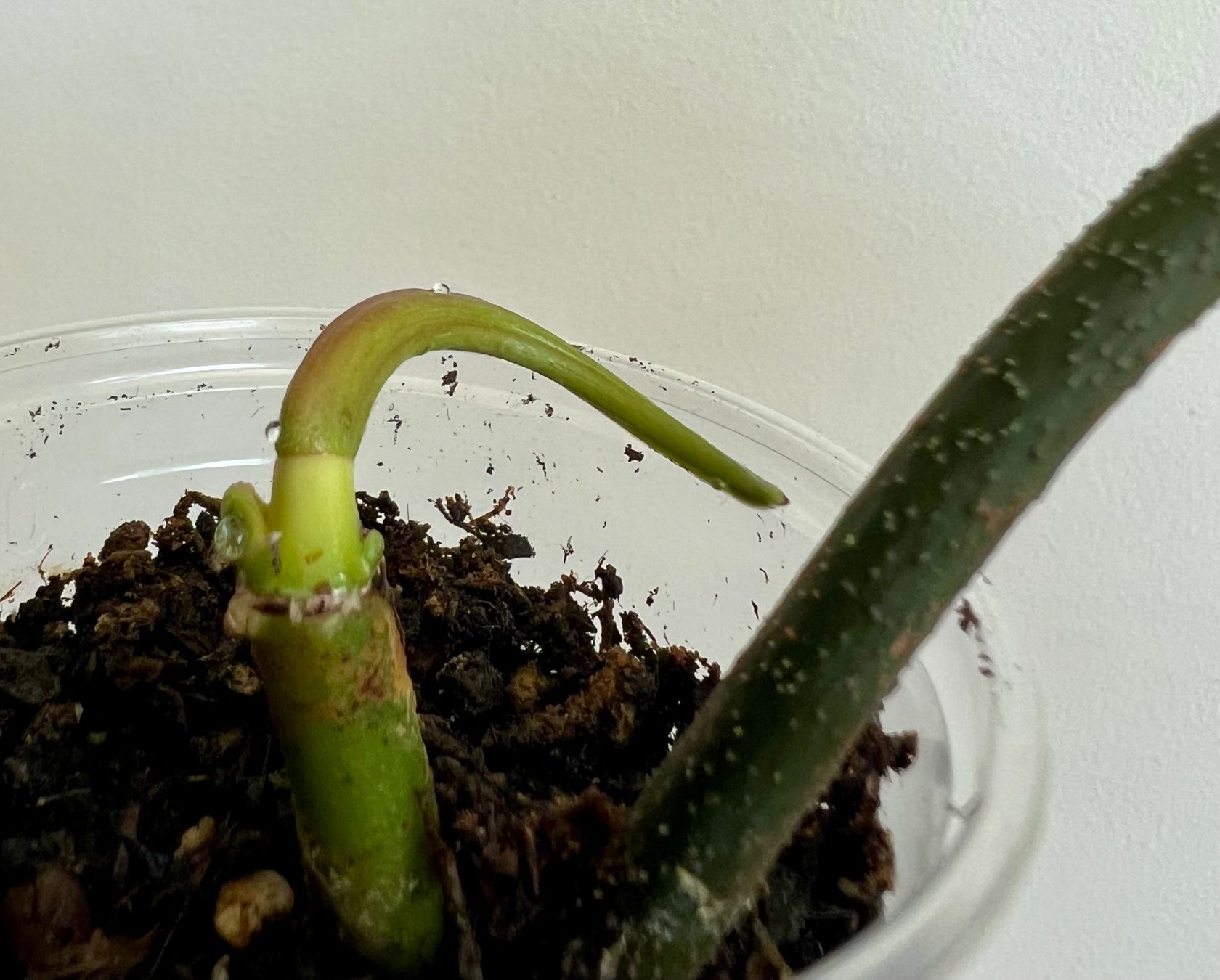 Plantes & graines: Philodendron Florida🤩 – D'occasion à Glattpark(Opfikon) par ste_n99y 2