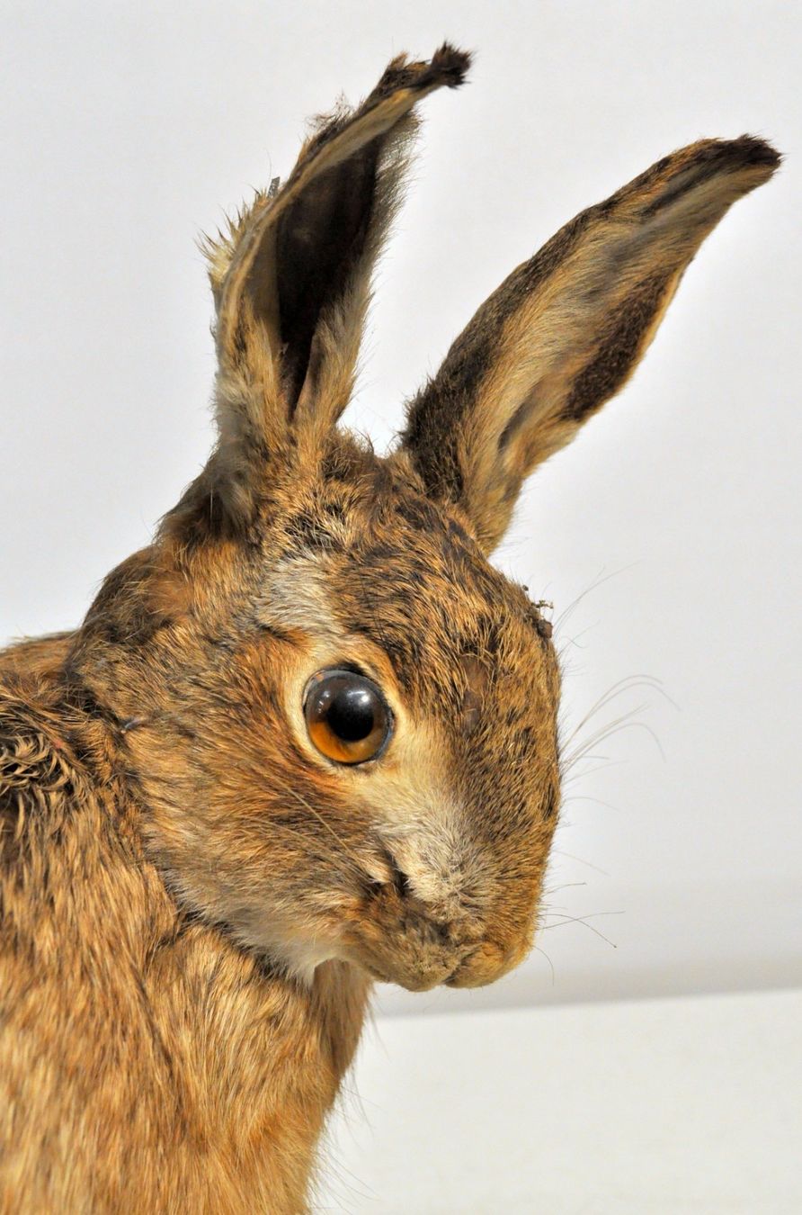 Welt der Tiere: Lièvre naturalisé – Gebraucht aus Neuchâtel von Neuchatel 7