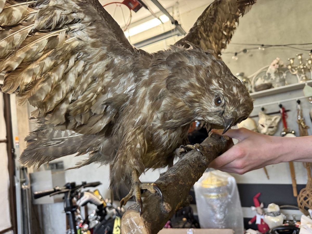 Il mondo degli animali: Mäusebussard tierpräparat greifvogel – Usato da Gipf-Oberfrick venduto da Iberico 3