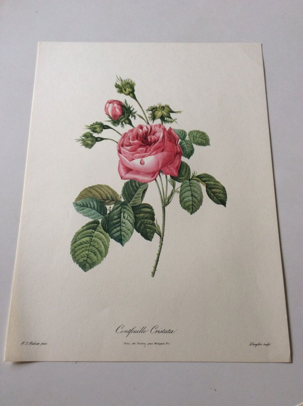 Grafica & Litografie: Illustration PJ Redouté – Usato da Genève venduto da edelweiss1900