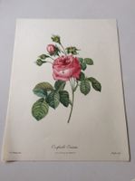 Illustration PJ Redouté