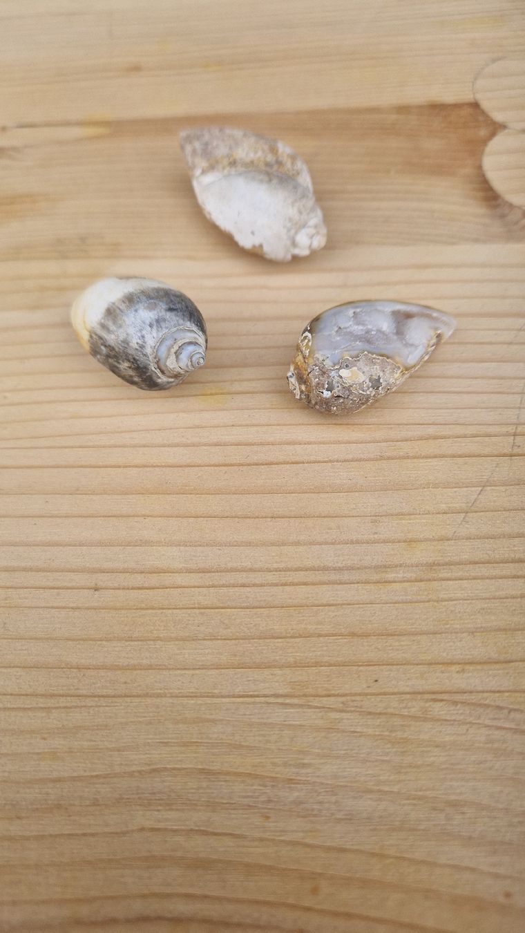 Fossili: Fossile Quarz Schnecke – Usato da Niederhasli venduto da rehauge01 5