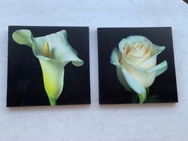 BILDER ROSE UND CALA LILIEN SEHR SCHÖN