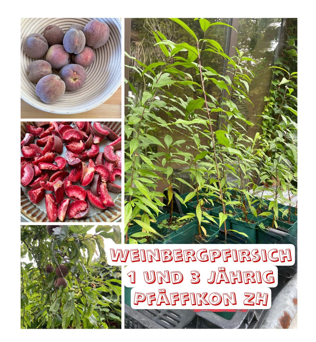 Piante & sementi: junger Pfirsich Baum (Weinbergpfirsich) – Nuovo (secondo la descrizione) da Pfäffikon ZH venduto da Futo