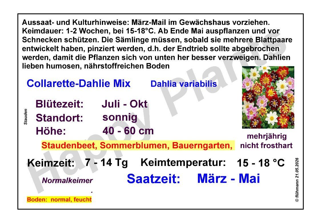 Plantes & graines: Collarette-Dahlien - Dahlia variabilis - 25 Samen – Neuf avec emballage d'origine à Sumiswald par Cham14558 1