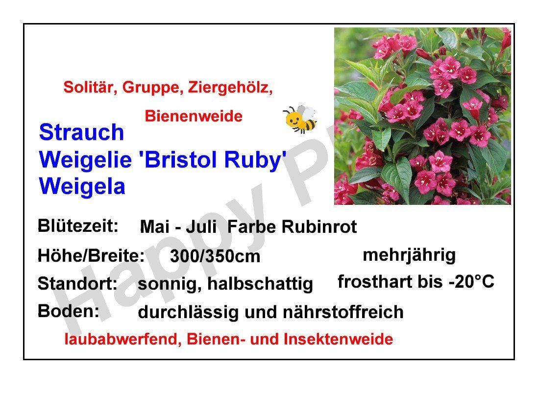 Plantes & graines: Weigelie 'Bristol Ruby' - Weigela - 2 Pflanzen – Neuf avec emballage d'origine à Sumiswald par Cham14558 2