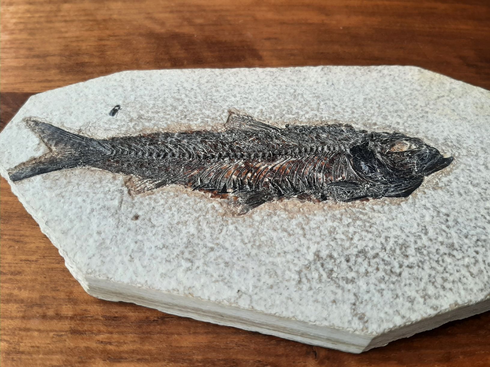 Fossiles: fossiler Fisch USA – D'occasion à Rickenbach BL par Oktober68 4