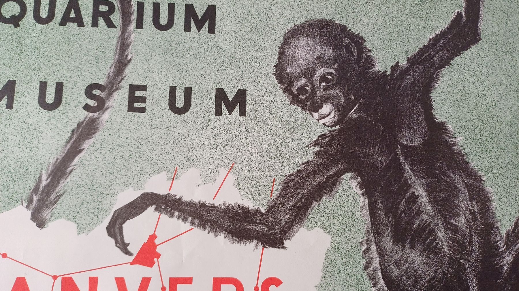 Foto & Immagini: Affiche/poster 1954 Zoo Anvers – Usato da Neuchâtel venduto da arthur9797 1