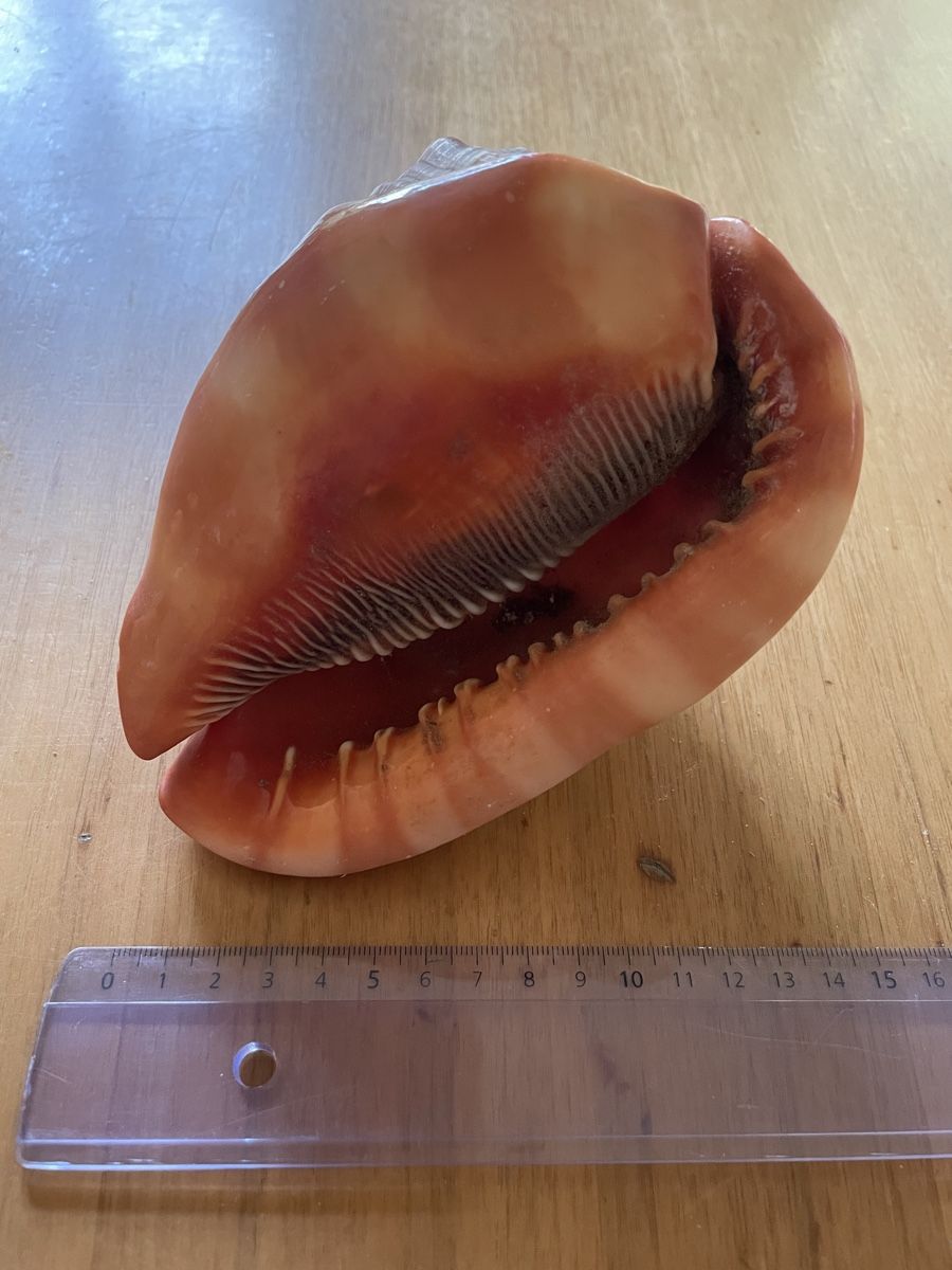 Fossili: Schnecke (Muschel) Cassis rufa – Usato da Basel venduto da Konix 4