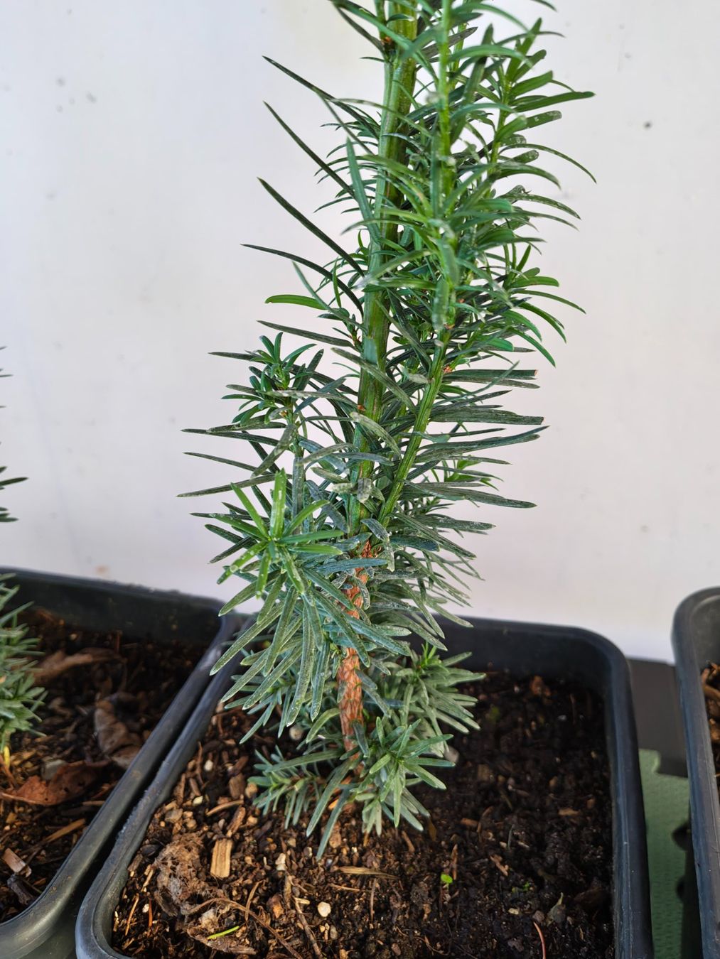 Piante & sementi: Eibe Taxus baccata – Nuovo (secondo la descrizione) da Uerkheim venduto da Justi.y 8