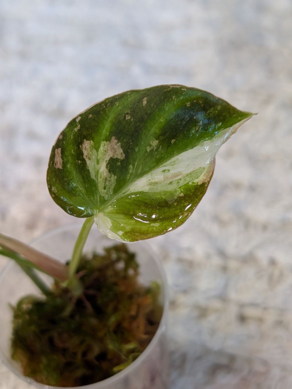 Piante & sementi: Philodendron Verrucosum Pink Galaxy Variegata – Usato da Faulensee venduto da plantmama 2