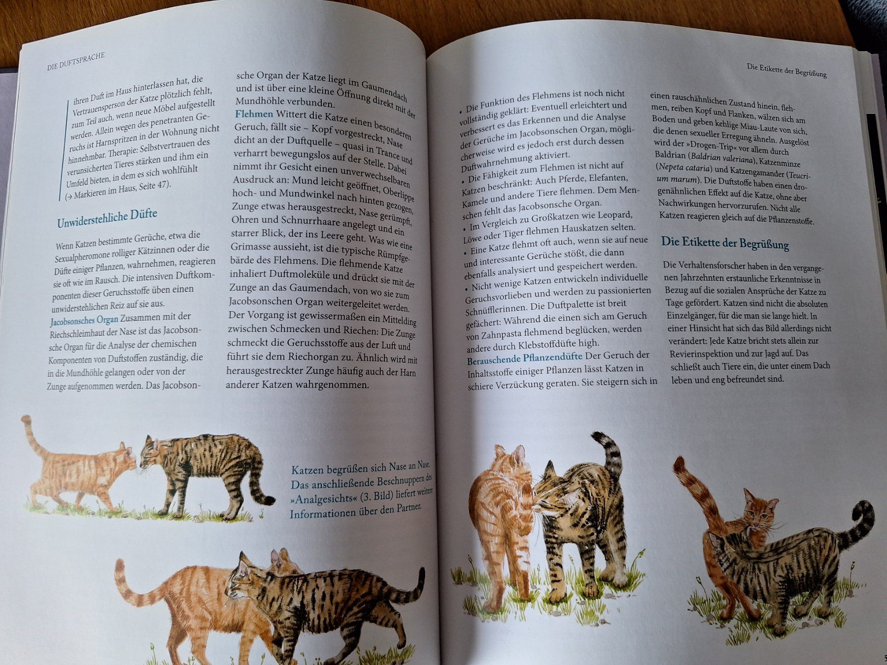 Libri: Katzensprache - verstehen lernen von Gerd Ludwig – Nuovo (secondo la descrizione) da Eiken venduto da Lashar 2