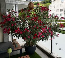 Oleander Pflanze rot blühend im Topf gebraucht gut erhalten