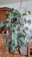 Belle plante Philodendron grimpant