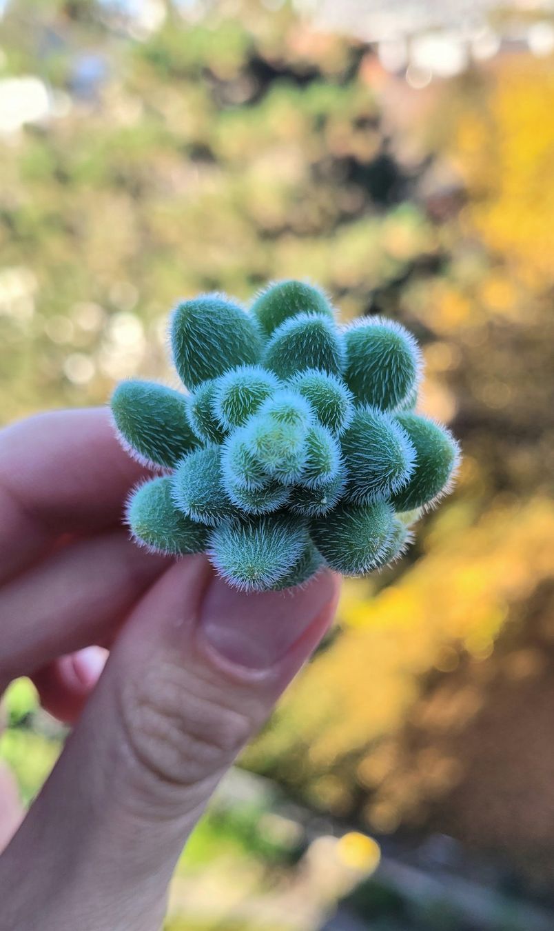 Plantes & graines: Sedum mocinianum🌿 – Neuf (Voir description) à Zürich par The_Plant_Wizard 1