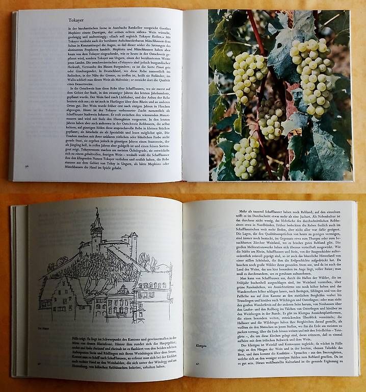 Libri: Ostschweizer Reben - Ostschweizer Wein – Usato da Bern venduto da janosh-08 3